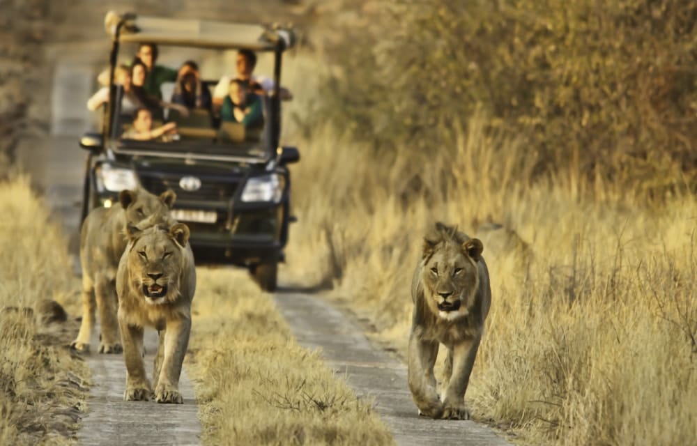 lions kruger national park