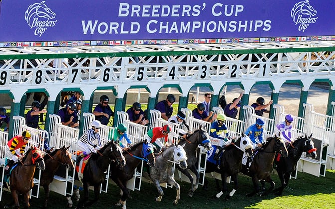 Horses with jockeys launching out of the starting gate at the Breeders Cup.