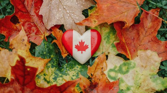 Heart-shaped Canada flag on top of autumn leaves for Canadian Thanksgiving.