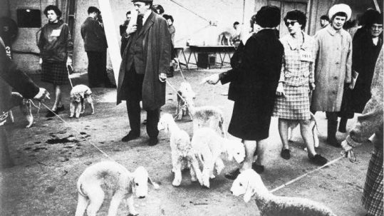 Black and white photo of canine competitors and their owners at the Crufts Dog Show.