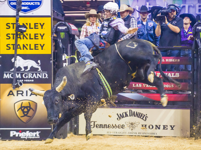 Bull trying to buck a rider at the PBR World Finals.