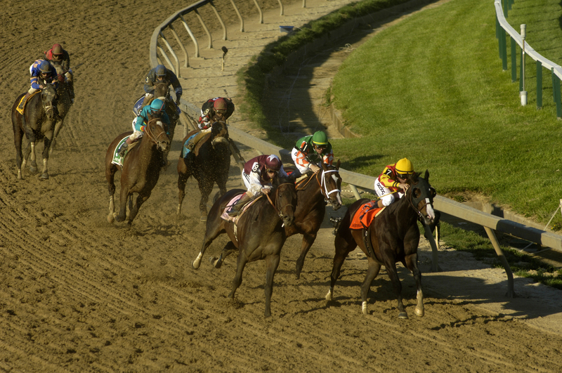 Horses & jockeys racing around the curve on the dirt track of the Preakness Stakes.