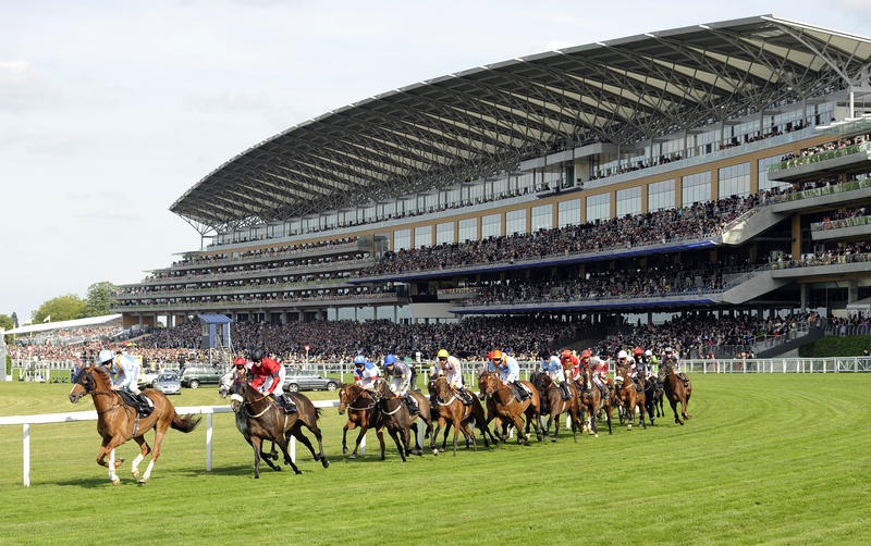 All of the thoroughbreds racing around the turn at Royal Ascot with the grandstand in the background.
