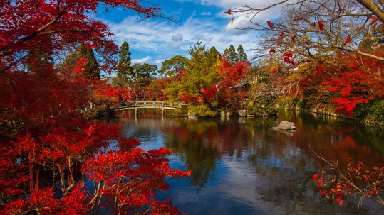 Cherry Blossoms near a stream in Kyoto Japan during the September Equinox.