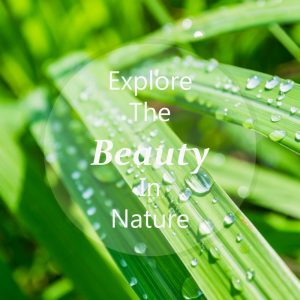Best explore quotes on blurred lemongrass with raindrops background: 'Explore the beauty in nature'.