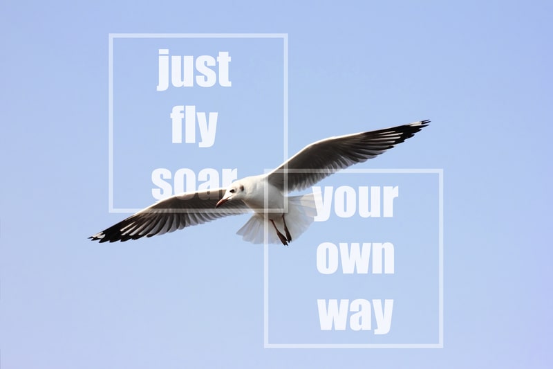 Best flying quotes with seagull flying among blue sky: Just fly soar your own way.