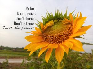 Inspirational best relax quote - 'Relax. Do not rush, force, or stress. Trust the process.' With background of sunflower in bloom in field.